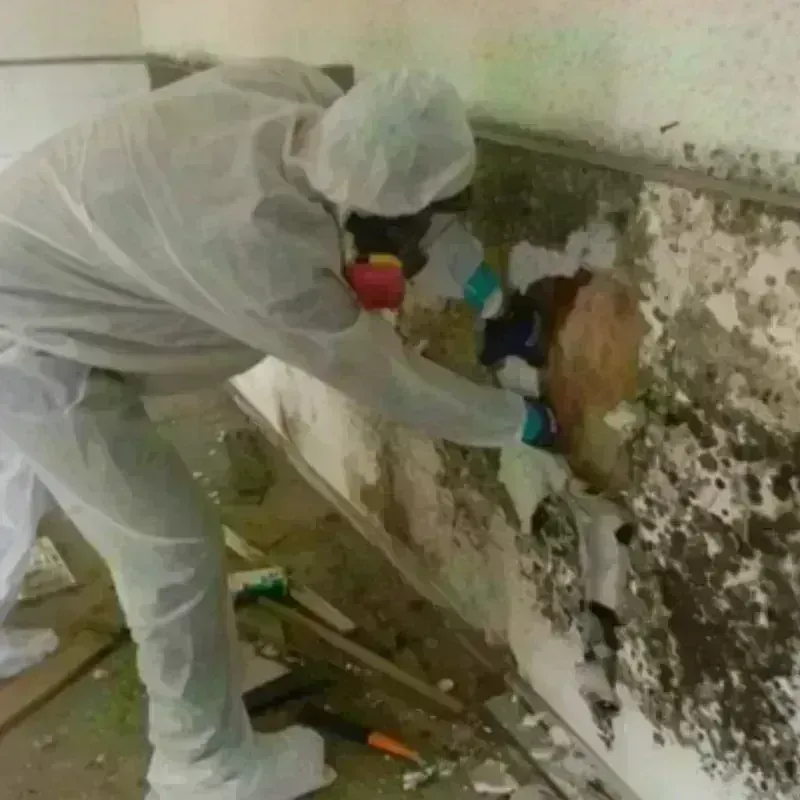 Mold Remediation and Removal in Westerleigh, NY